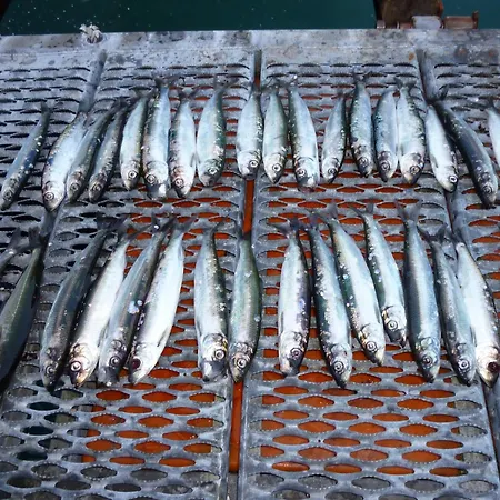 Semesterbostad Fjordhytte-17 In Norwegen Direkt Am Fjord, Mit Mietbaren 9,9 Ps Bis 60 Ps Motorbooten